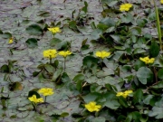 アサザの花