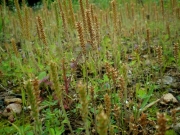 ツボミオオバコの花　北米原産