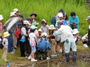 修景池での水生生物観察