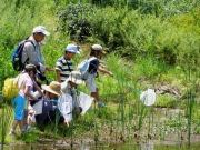 修景池でのトンボの観察