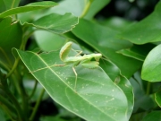 ハスノハカズラの葉とカマキリ