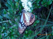 サケバヒヨドリの花で吸蜜するアサギマダラ