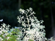 開花したタラの花