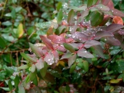 雨だれが美しいキンシバイ