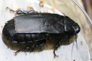オオゴキブリの成虫　体長40〜50mm。