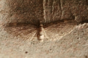 フユシャクの仲間♂冬に成虫が発生するシャクガの総称をフユシャク(冬尺蛾)といいます。 わが国では36種のフユシャクが知られています。
