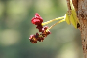 ミツバアケビの花