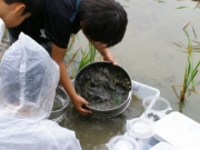 水辺で水生生物を探そう