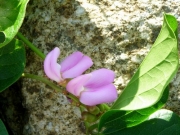 ハマナタマメの花