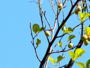 山野草園のソヨゴの実