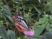 スズカアザミで吸蜜するアサギマダラ