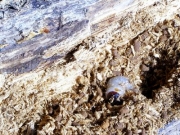 朽木の中のカブトムシの幼虫