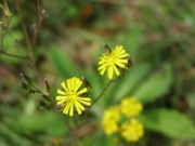 ヤブカタビラの花