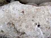 大島川起源の豆石　雨垂れの化石