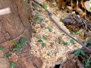 カミキリムシの食害　シイ