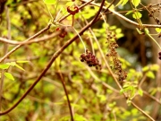 ミツバアケビの雄花と雌花