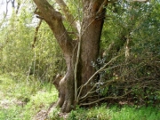 河畔林内のクスノキの巨木