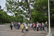 豊橋公園のエノキの観察