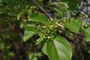 ツルウメモドキの花