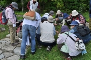 芝生で雑草調べ