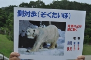 シロクマの歩き　側対歩