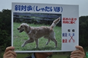 犬の斜対歩