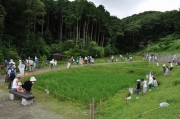 水田でのトンボ採集