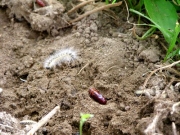 土中の中の蛹