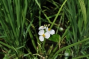 田んぼのオモダカの花