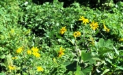 河畔林のキクイモの花