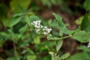 ヒヨドリバナの花