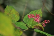 未だ残っていたクサギの花