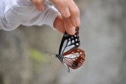 宝達山で放蝶されたアサギマダラ