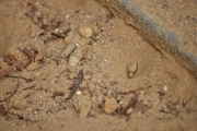ウスバカゲロウの幼虫