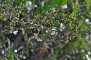 ハマヒサカキの花