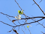 開花時期を間違えたエゴの花