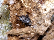 越冬中のオオゴキブリ