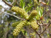 オオバヤシャブシの花