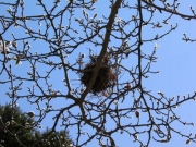 シデコブシの木の上のヒヨドリの巣
