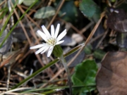 センボンヤリの花