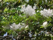 マルバアオダモの花