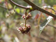 ヒメコウゾの花