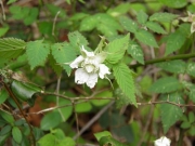 バライチゴの花