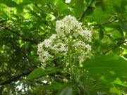 恒川本に出ていたゴマキの花