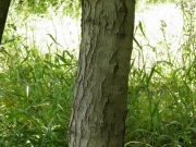 ハナノキの樹皮