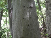 ツブラジイの樹皮