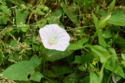 コヒルガオの花