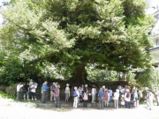 幹周360cmのイスノキの巨木、吉田城の時代を知る。恒川氏記載種