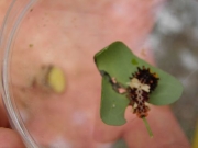 ウマノスズクサの葉のジャコウアゲハの幼虫