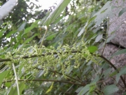 石垣のヤブマオウの花